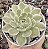 E. MOON FAIRY VAR. TRICOLOR POTE 9 - Imagem 1