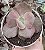 E. SUYON FRILLS VAR. SEM RAIZ POTE 9 - Imagem 1