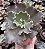 E. GIBB. LUCY V POTE 9 - Imagem 1
