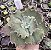 E. GIBB. LITTLE JASMINE POTE 9 POUCA RAIZ - Imagem 1