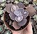E. GIBB. MARBLE POTE 9 (POUCA RAIZ) - Imagem 1