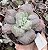 E. GIBB. MOON STONES POTE 9 SEM RAIZ - Imagem 1