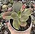E. FIMBRIATA VAR. POTE 9 - Imagem 1
