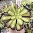 A. PINK WHITCH YELLOW POTE 9 - Imagem 1