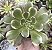 A. GREEN WHITCH POTE 9 - Imagem 1