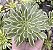 A. GREEN EMERALD VAR. POTE 9 - Imagem 1