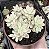 GRAP. MIRINAE VAR. POTE 9 - Imagem 1
