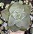 E. RUBROMARGINATA POTE 9 - Imagem 1