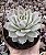 E. LOVELY QUEEN POTE 9 - Imagem 1