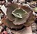 E. GIBB. BRONZE BOY POTE 9 - Imagem 1