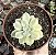 E. MOON FAIRY VAR. POTE 9 POUCA RAIZ - Imagem 1