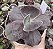 E. GIBB. PURPLE CHAMPAGNE POTE 9 - Imagem 1