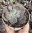 E. ROSAURA POTE 9 - Imagem 1