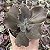 E. GIBB. CHICHI CHOCOLATE POTE 9 - Imagem 1