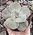 E. GIBB. ROSA DE JADE POTE 9 - Imagem 1