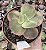 E. ROSE ROCK VAR. POTE 9 - Imagem 1