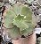 E. GIBB. LOMBARDO POTE 9 - Imagem 1