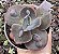 E. GIBB. LILAC FROST POTE 9 - Imagem 1