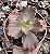 E. GIBB. CAMPFIRE POTE 13 - Imagem 1