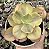 E. GIBB. SUYON YELLOW VAR. POTE 9 - Imagem 1