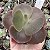 E. GIBB. COCO (IMPORTADA) POTE 9 - Imagem 1