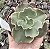 E. GIBB. VERRUGAS POTE 9 - Imagem 1