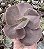 E. GIBB. RED PLANET POTE 9 - Imagem 1