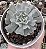 E. PINWHEEL POTE 9 - Imagem 1