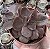 E. GIBB. MAHOGANY ROSE CRISTATA POTE 9 - Imagem 1