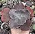 E. GIBB. VISTA (CARÚNCULAS) POTE 9 - Imagem 1