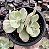 E. ROSE ROCK VARIEGATA POTE 11 - Imagem 1