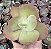 E. GIBB. LEMON ROSE (CARÚNCULAS) POTE 9 - Imagem 1