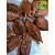 Fava de Ataré / Fava da Pimenta da Costa - Imagem 3