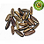 Fava de Jurema - Imagem 1