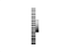 POLIA IND. ROYAL 72 DENTES L 100 TIPO 6WF FERRO FUNDIDO - Imagem 5
