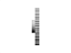 POLIA IND. ROYAL 72 DENTES L 100 TIPO 6WF FERRO FUNDIDO - Imagem 3