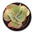 Kalanchoe Fantastic - Imagem 3