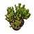 Crassula Ovata Golum (orelha de Shrek) - Imagem 2