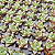 1 bandeja com 128 unidades de Haworthia retusa - Imagem 3