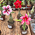 3 Mudas  de Rosa Do Deserto Enxertadas Identificadas já Florescem - Imagem 3