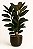 Planta Ficus Rubi no Vaso Syia - Imagem 1