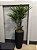 Vaso Preto Planta Raphis/Rafia (Vaso de 90cm) - Imagem 1
