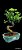 Bonsai Ligustrum 10 anosligustro (Ligustrum lucidum) é uma árvore originária da China, muito usada em arborização urbana em São Paulo e outras cidades no sul e sudeste do Brasil. - Imagem 1