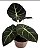 Alocásia Red Velvet Planta Natural - Imagem 3