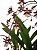Orquídea Chocolate Oncidium Sharry Baby Planta Adulta - Imagem 2