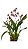 Orquídea Chocolate Oncidium Sharry Baby Planta Adulta - Imagem 1