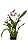 Orquídea Chocolate Oncidium Sharry Baby Planta Adulta - Imagem 3