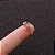 Piercing Helix Aço Inox Mini Lagartixa Cartilagem +bag Flork - Imagem 9