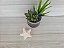 APLIQUE ESTRELA DO MAR - Imagem 1