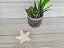 APLIQUE ESTRELA DO MAR - Imagem 4